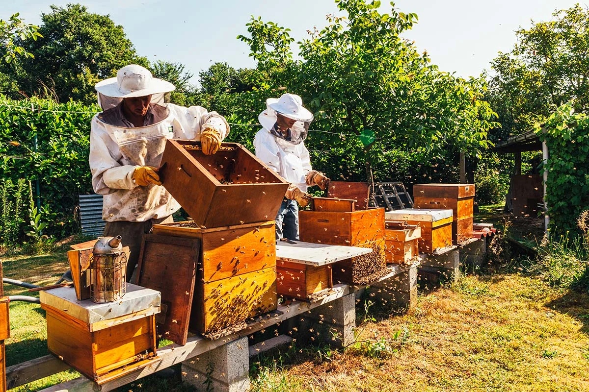 Памятка  для владельцев пасек, производителей меда и продуктов пчеловодства.