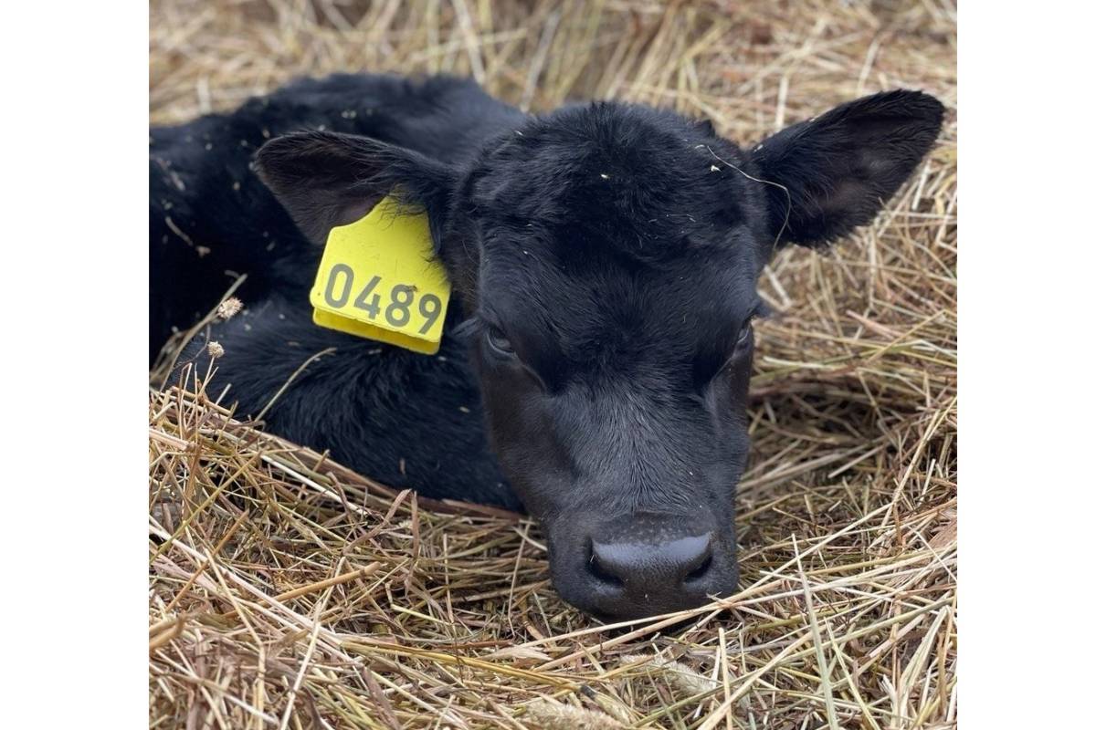 Более 1,3 миллиона рублей направлено на развитие сельской кооперации в регионе в 2023 году.