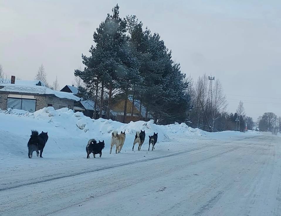 В этом году в Усть-Кубинском округе будет продолжена работа по отлову безнадзорных животных.