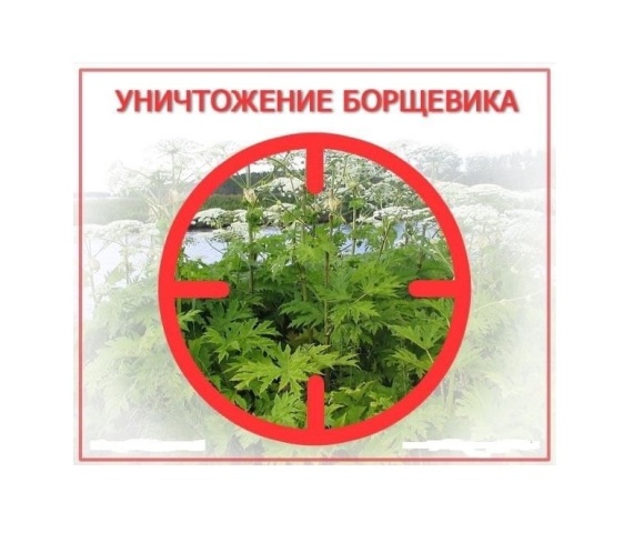 ВНИМАНИЕ! Начнутся работы по борьбе с БОРЩЕВИКОМ СОСНОВСКОГО!.