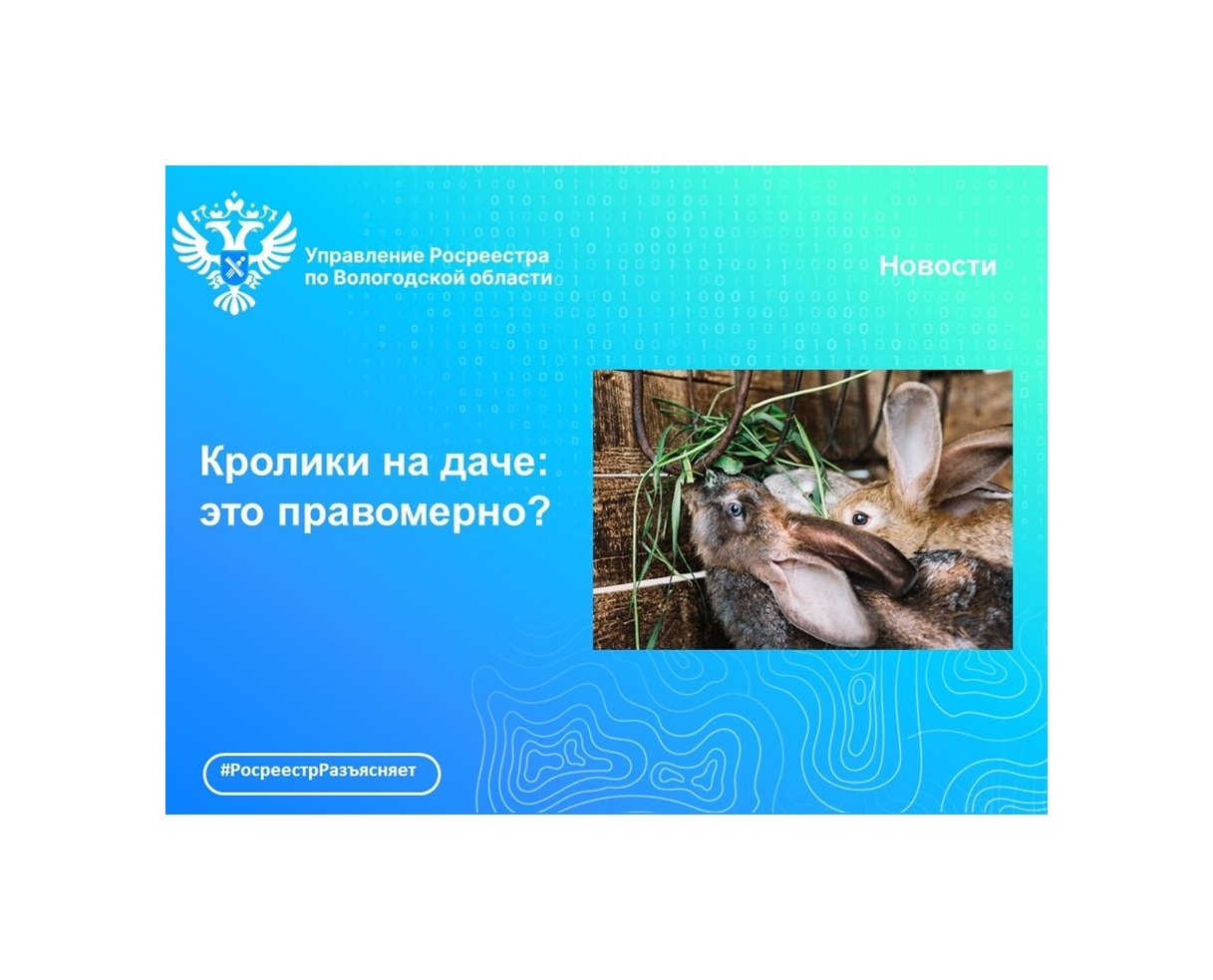 Можно ли разводить кроликов на даче: отвечает  Вологодский Росреестр.