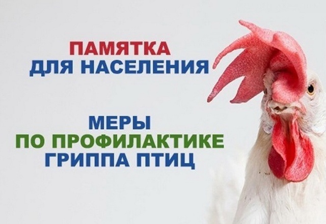 Что такое птичий грипп.