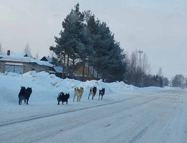В этом году в Усть-Кубинском округе будет продолжена работа по отлову безнадзорных животных. В этом году в Усть-Кубинском округе будет продолжена работа по отлову безнадзорных животных.